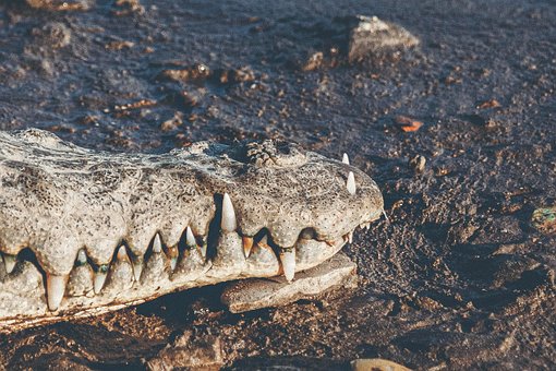 Free Reptile Crocodile photo and picture