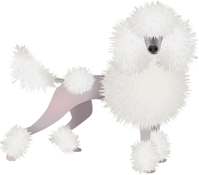 Free poodle dog pet illustration