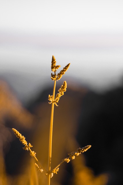 Natur, Flora, Plante, Botanik, Vækst