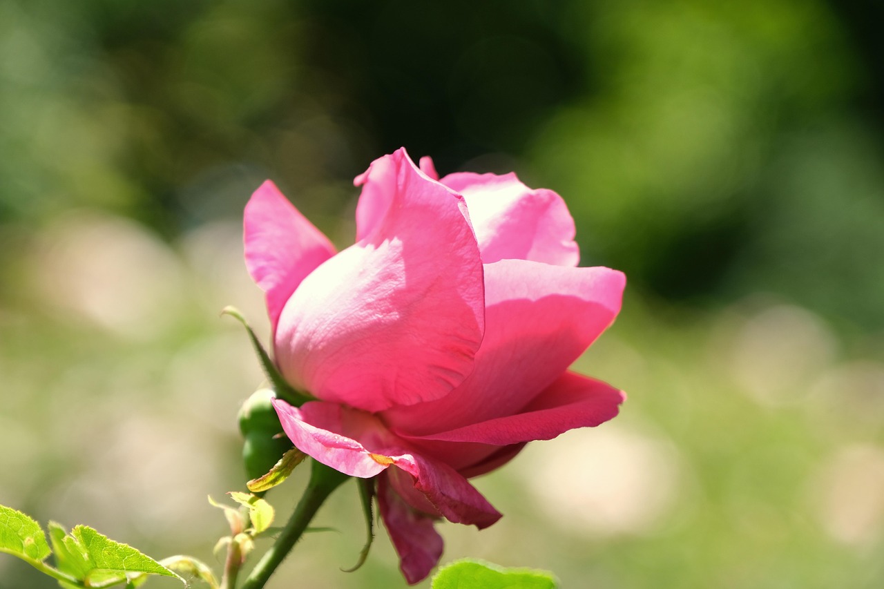 40,000개 이상 무료 장미꽃 및 장미 사진 - Pixabay