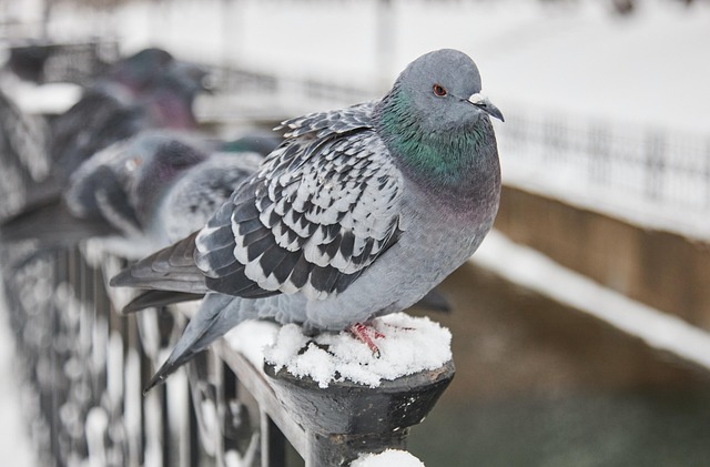 Free Bird Pigeon photo and picture