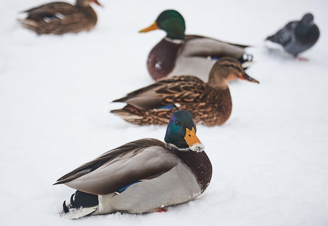 Free Duck Birds photo and picture