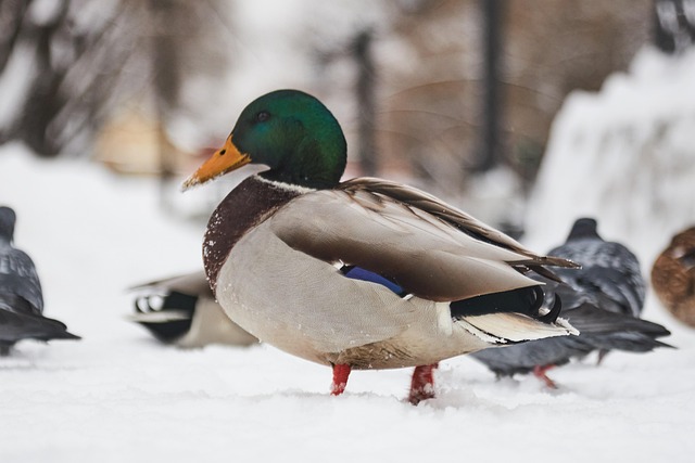 Free Duck Birds photo and picture