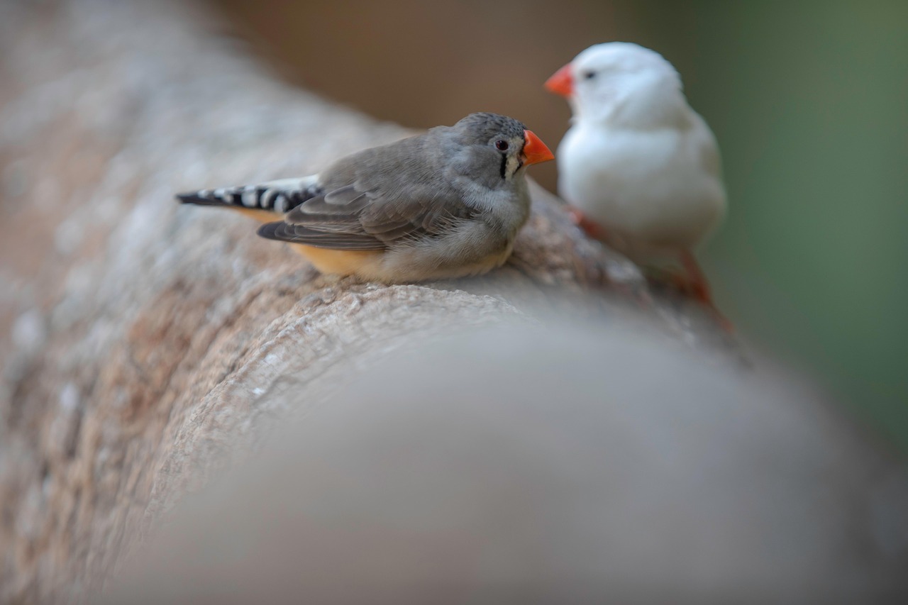 Pájaros Del Amor Aves Sentado Foto