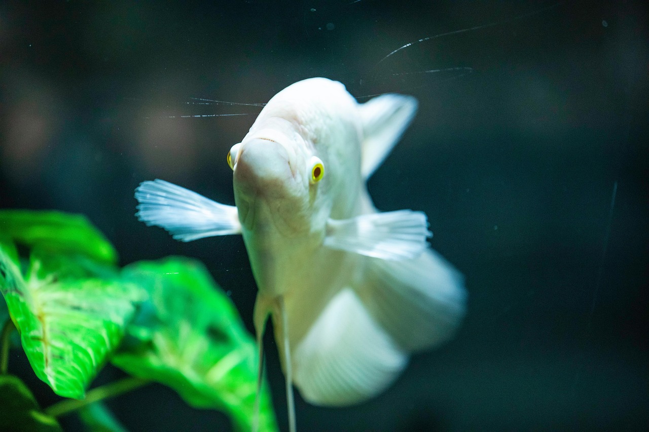Fish - free online jigsaw puzzle photo