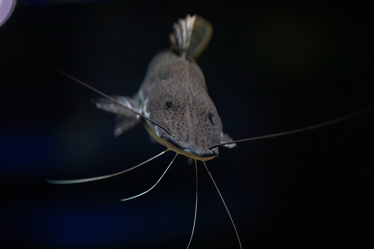 Fish - free online jigsaw puzzle photo