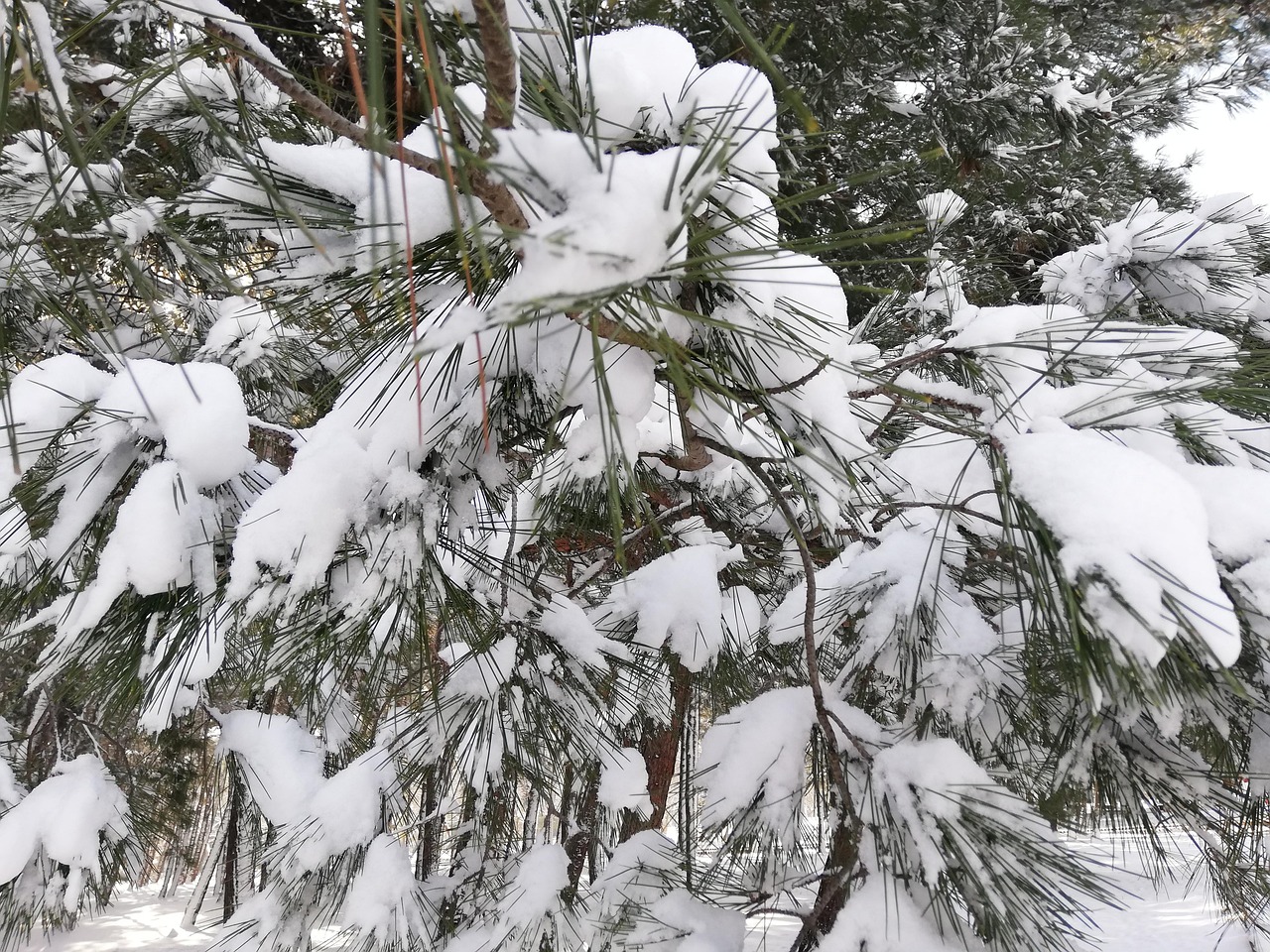 松针 冬天 雪 - Pixabay上的免费照片 - Pixabay