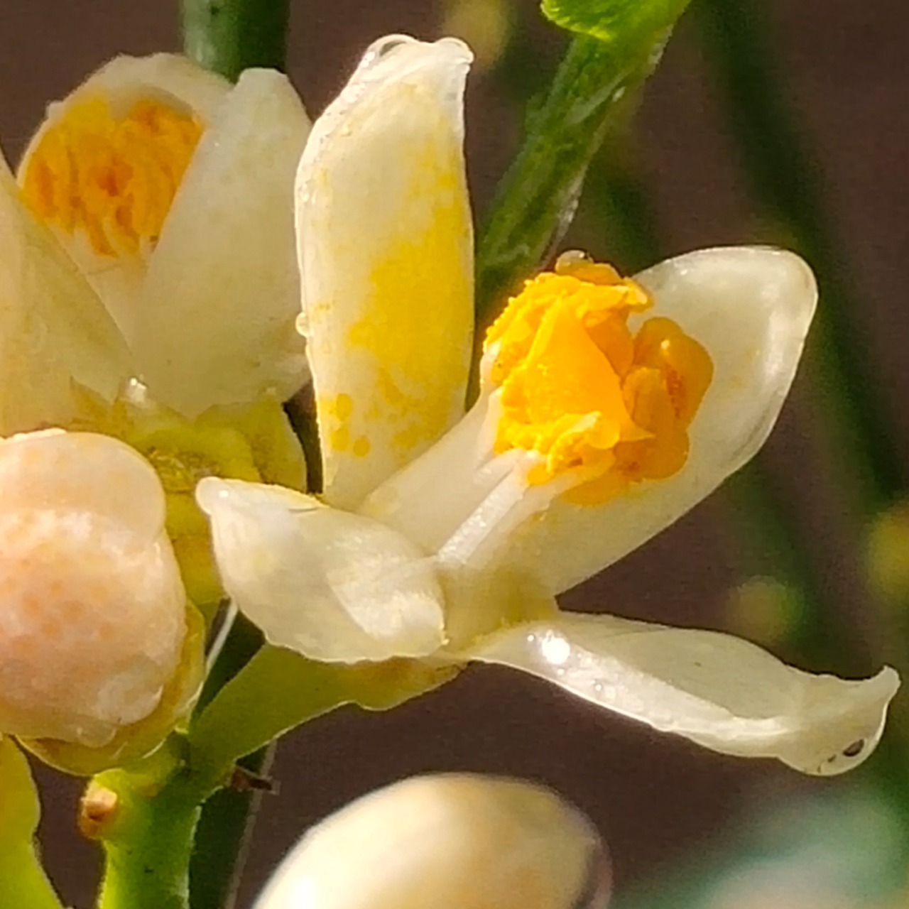 Citronnier Fleur Fermer Photo gratuite sur Pixabay — free download