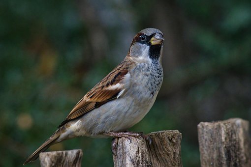 Free Sparrow Bird photo and picture