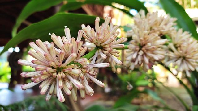 Bunga Alam Bloom - Foto gratis di Pixabay - Pixabay