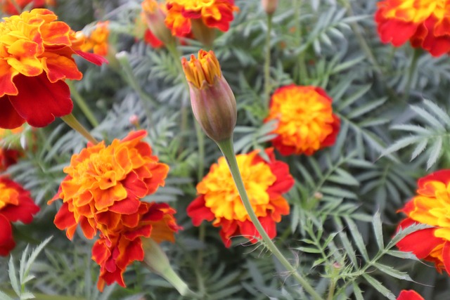 Free Marigold Flower Bud photo and picture