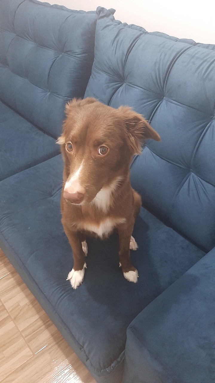 Tier Behaarter Hund Schüchterner Kostenloses Foto auf Pixabay Pixabay