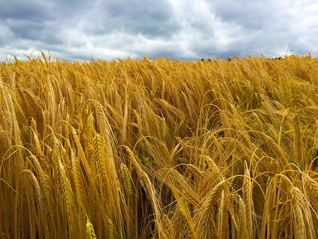 Free Field Grain photo and picture