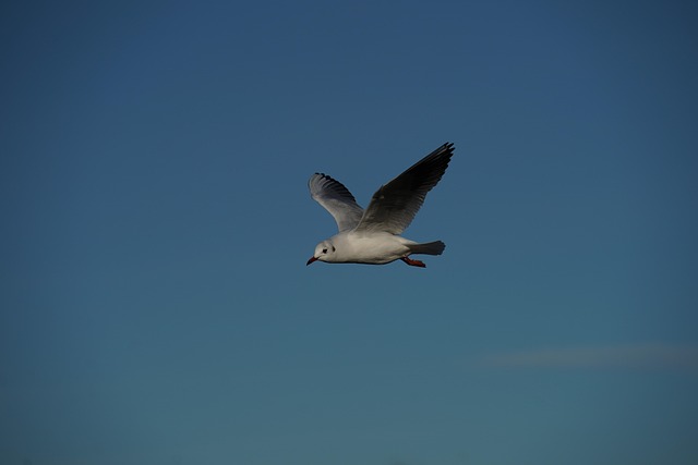 Free Bird Flying photo and picture