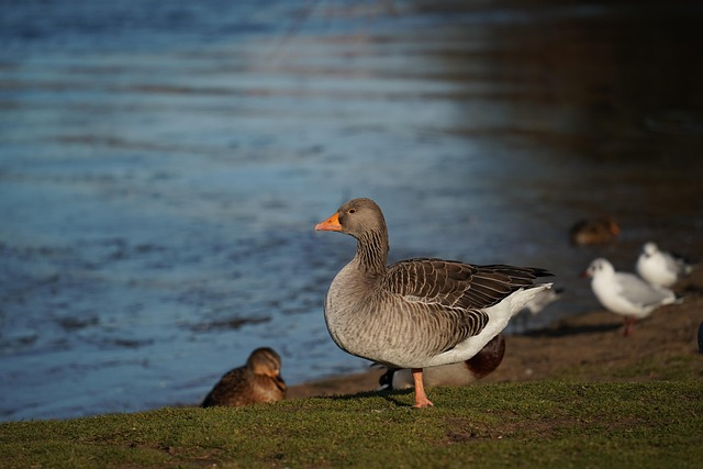 Free Bird Goose photo and picture