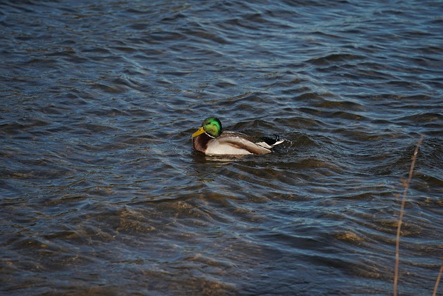 Free Duck Mallard photo and picture
