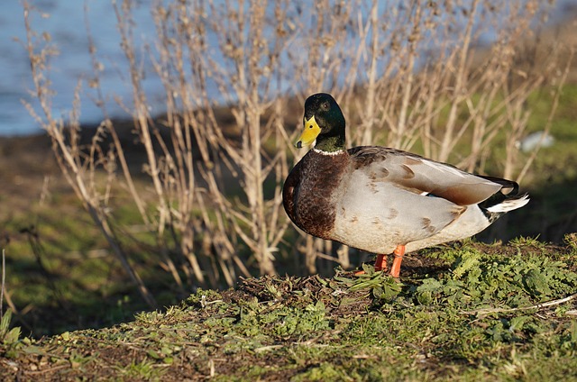 Free Mallard Duck photo and picture