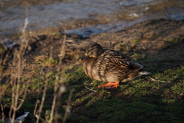 Free Mallard Duck photo and picture