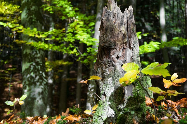Free Tree Stump Forest photo and picture