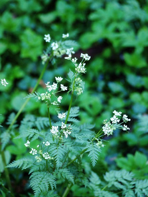Blumen, Schafgarbe, Blüte, Natur
