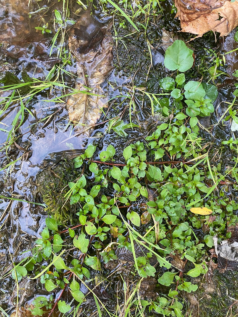 Ludwigia Palustris Aquatic Plant - Free photo on Pixabay - Pixabay