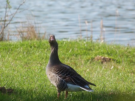Gans, Vogel, Tier, Verdrehter Hals, See