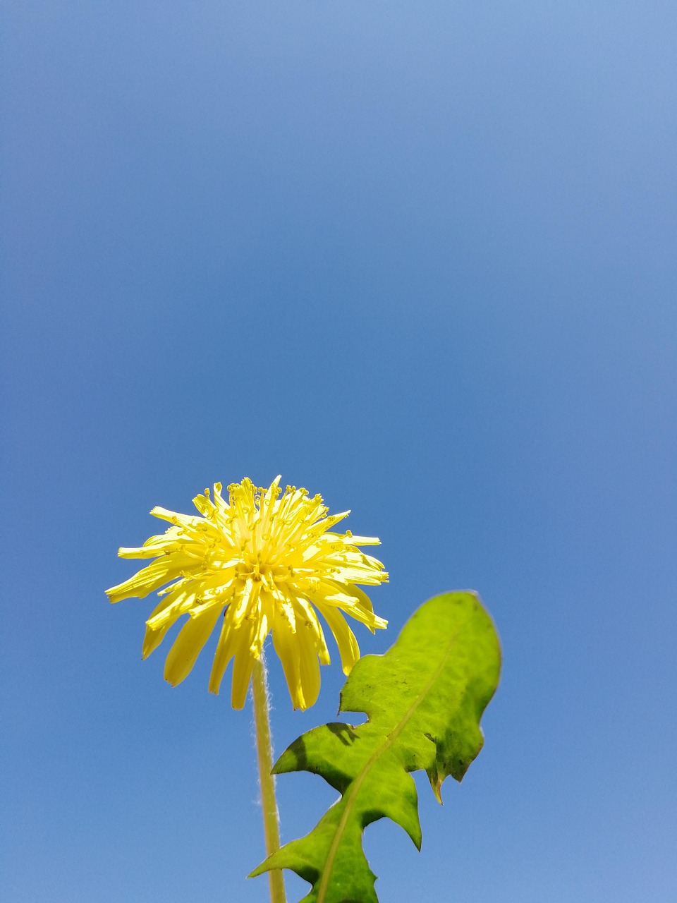 Wild Chrysanthemum Dandelion Free photo on Pixabay Pixabay