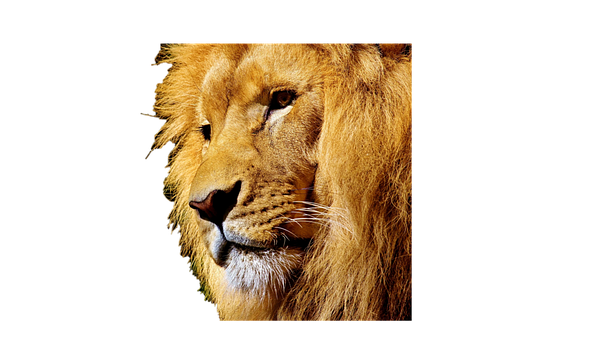 Free Lion Animal illustration and picture