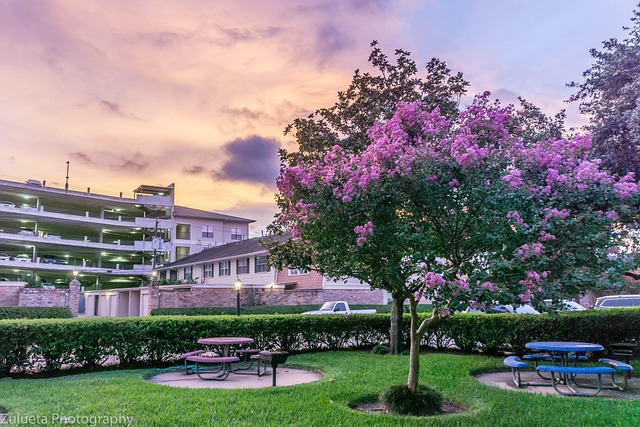 Free Purple Tree photo and picture