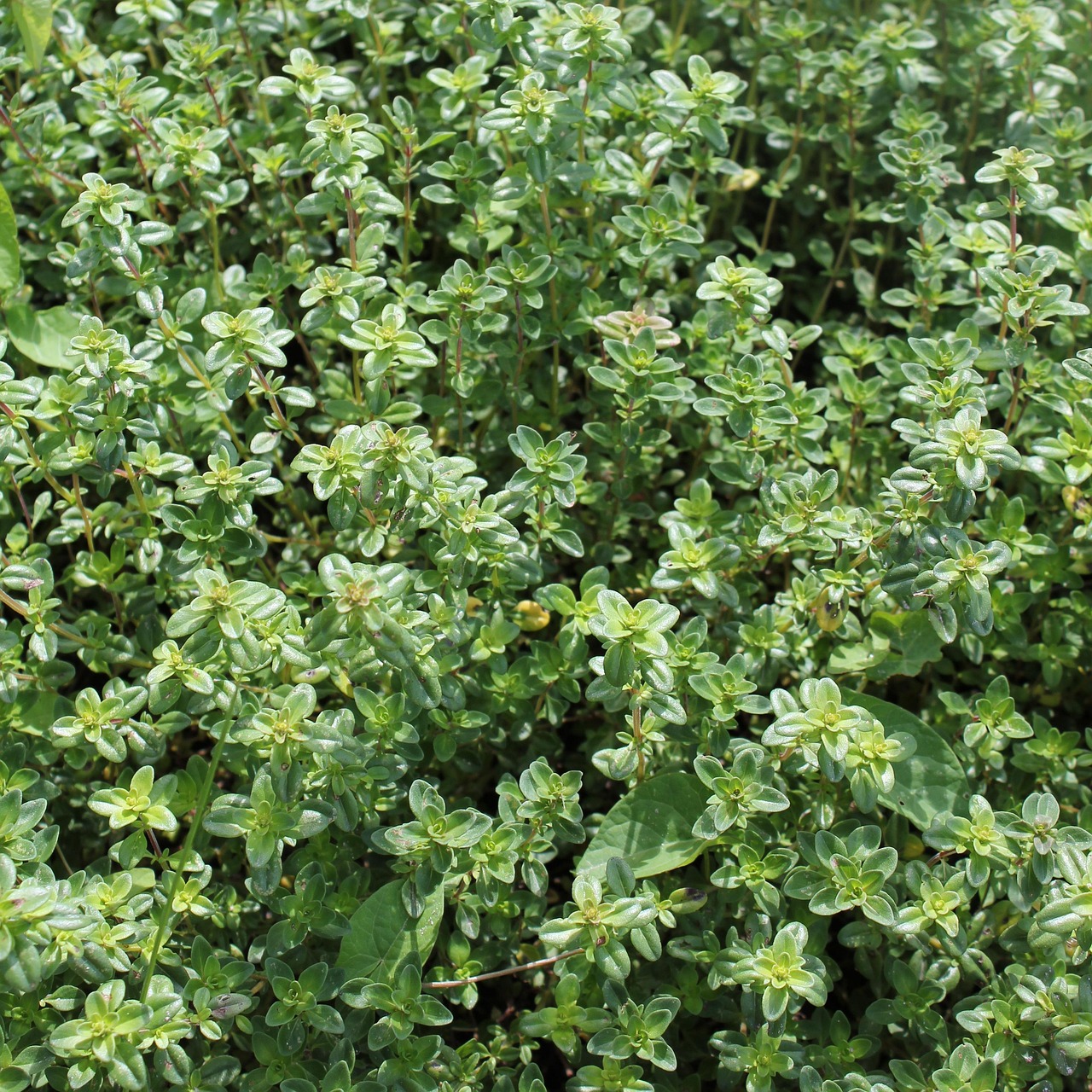 Thyme Plants Herbs Free photo on Pixabay Pixabay