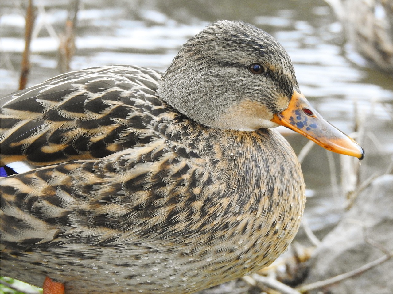 P jaro Pato Ornitolog a Foto Gratis En Pixabay Pixabay P jaro Pato Ornitolog a Foto Gratis En Pixabay Pixabay