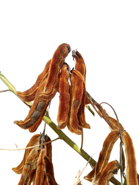 Download Cowitch, Kavas Kuiri, Sticker. Royalty-Free Stock Illustration ...