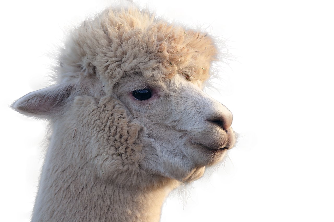 Download Alpaca Mammal Cute Royalty-Free Stock Illustration Image - Pixabay