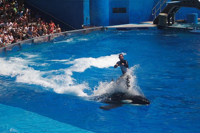 Havverden, Orlando, Orca, Florida, Usa