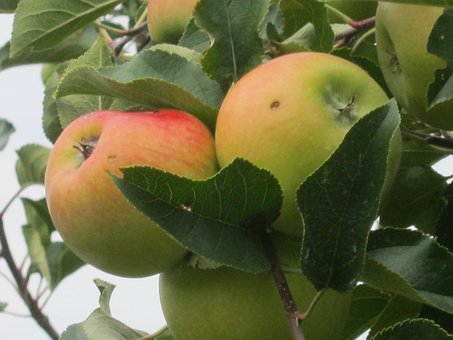 Äpfel, Obst, Apfelbaum, Blätter, Pflanze