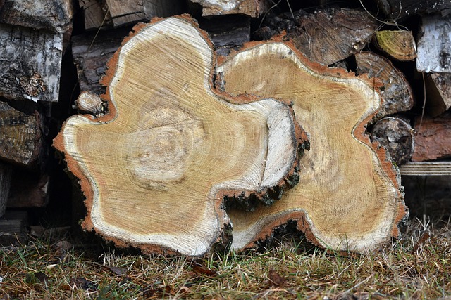 wood, slices, stumps, growth rings, logs, stacked, bark, closeup, nature