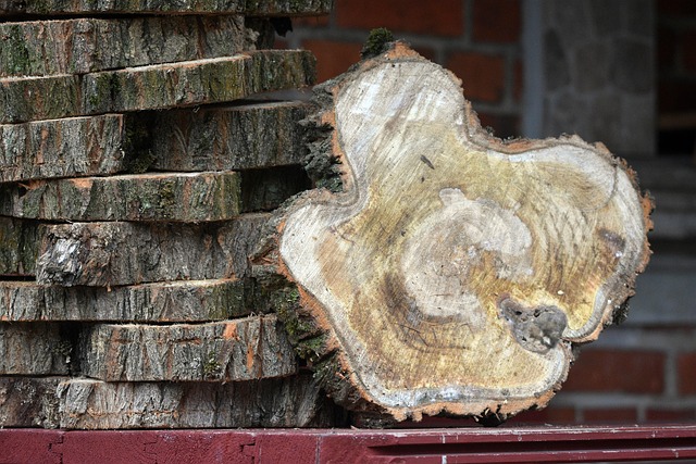 wood, slices, stumps, growth rings, logs, stacked, bark, closeup, nature