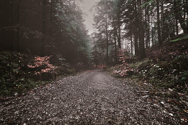 Skov, Træer, Natur, Sti, Udendørs