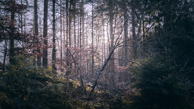 Natur, Skov, Ødemark, Træer, Udendørs