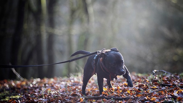 Staffordshire Bull Terrier, Hund