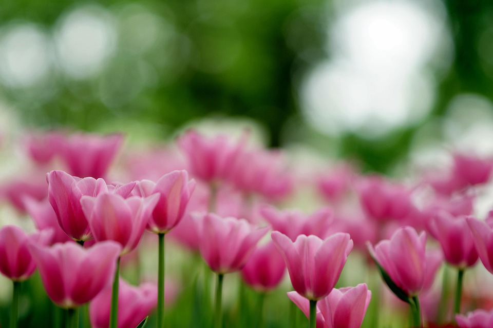 Explore Nature: Drop-In Garden Tours – Atlanta Botanical Garden
