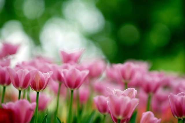 Free Flowers Tulips photo and picture