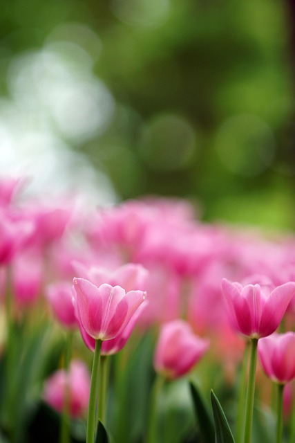 Free Flowers Tulips photo and picture