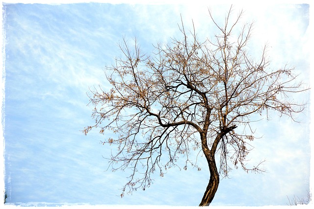 Free Tree Nature photo and picture