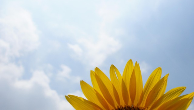 Free Sunflower Sky photo and picture
