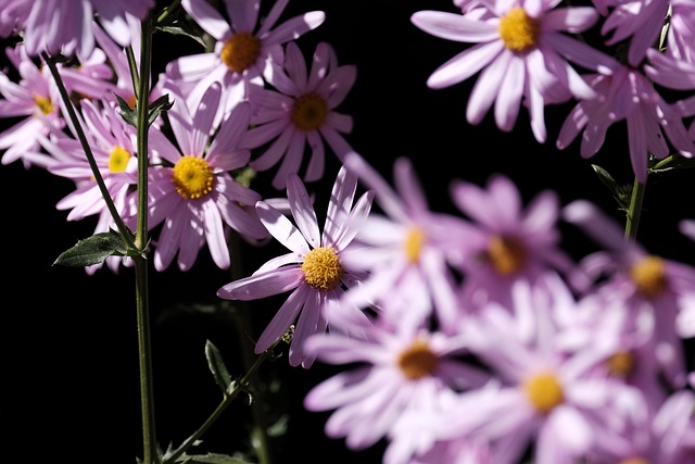 Free Asters Flowers photo and picture