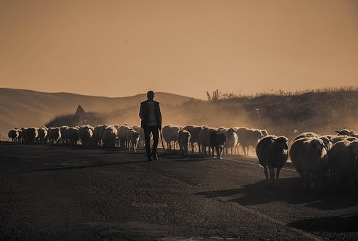 Free Shepherd Sheep photo and picture