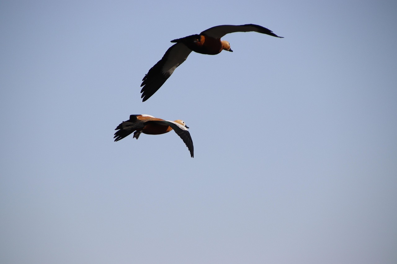 Birds Ducks Ornithology - Free photo on Pixabay - Pixabay