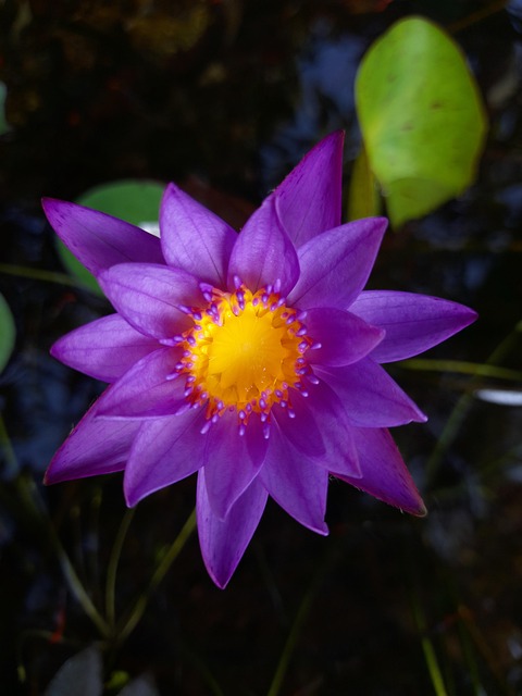 Flor, Flor Purpura, Florecer, Naturaleza