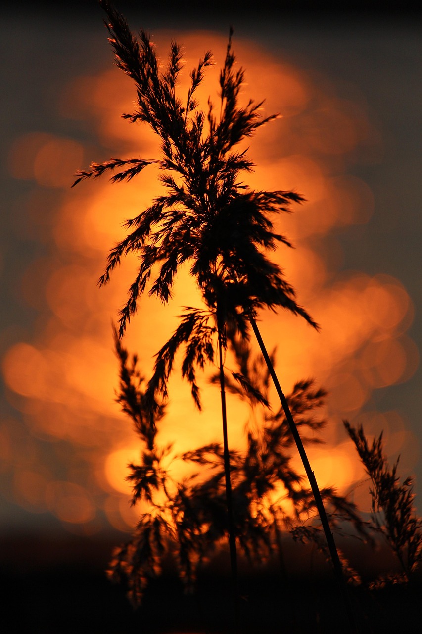 Roseau Gazon Le Coucher Du Soleil Photo gratuite sur Pixabay Pixabay